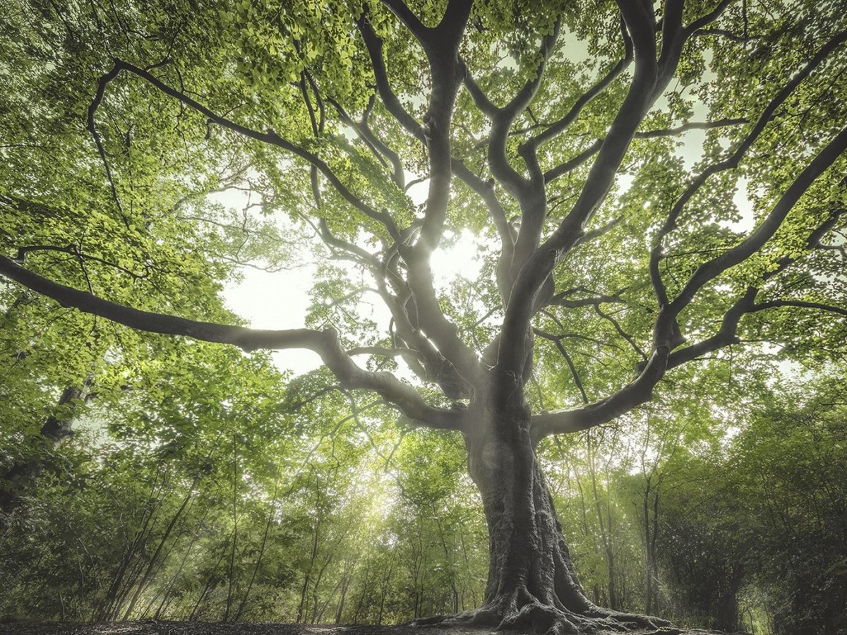 وذلك جزاء من تزكى – مقدمة&nbsp;السلسلة