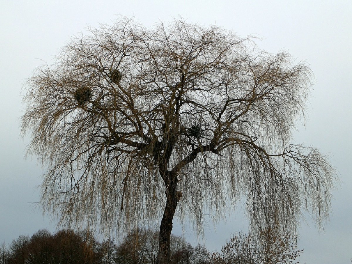 الإلف المذموم